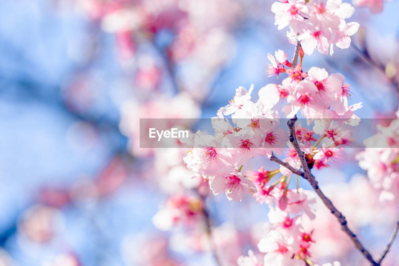 CLOSE-UP OF PINK CHERRY BLOSSOM TREE