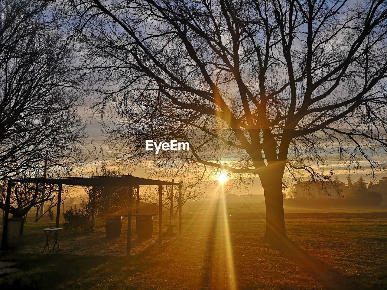 Sunlight streaming through bare trees on field against sky at sunset