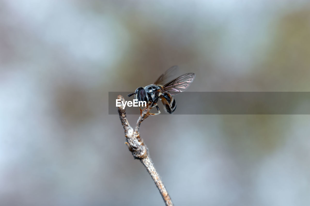 Close-up of fruit flies on leaf