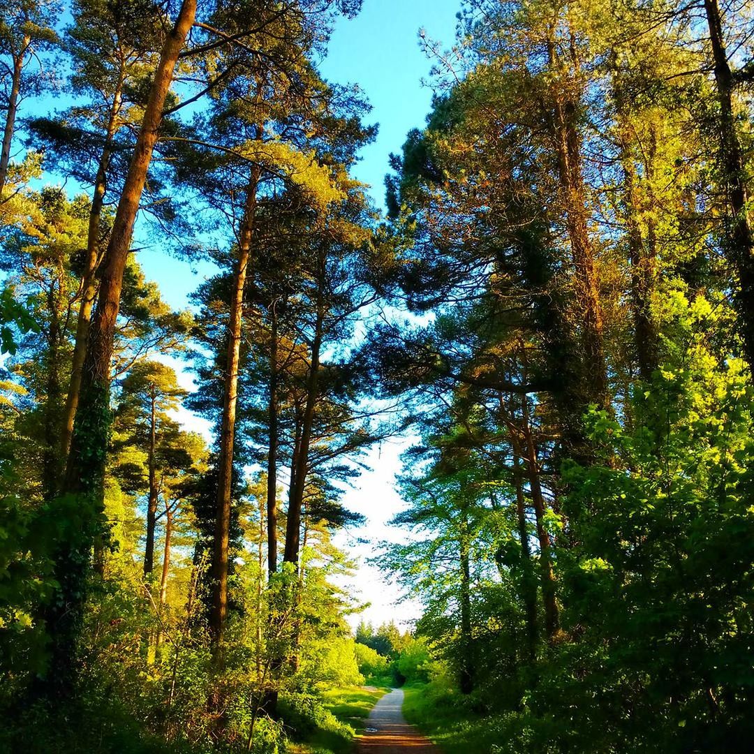 LOW ANGLE VIEW OF TREES AGAINST SKY IN FOREST