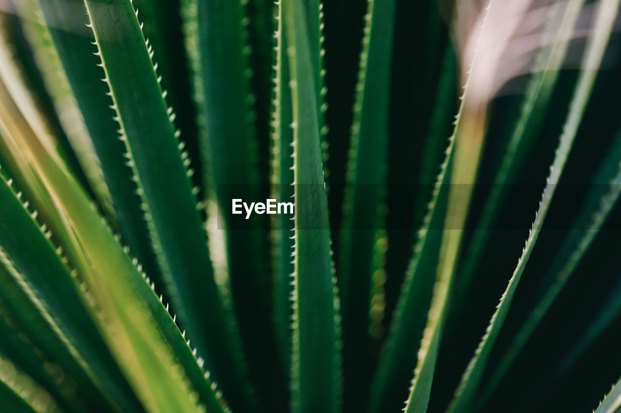 Aloe Aloe Vera Beautiful Cactus Cactus Flower Green Mediterranean  Nature Palm Tree Plant Plants Tree Wonderful Aloe Vera Plant Art Of Nature Beauty In Nature Close-up Flowers Garden Italy Plants And Flowers Selective Focus Thorn