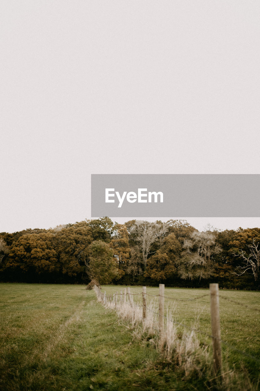 Scenic view of field against clear sky