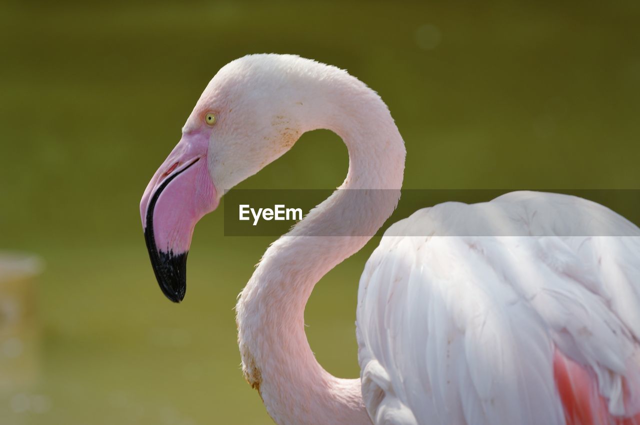 Flamingo style