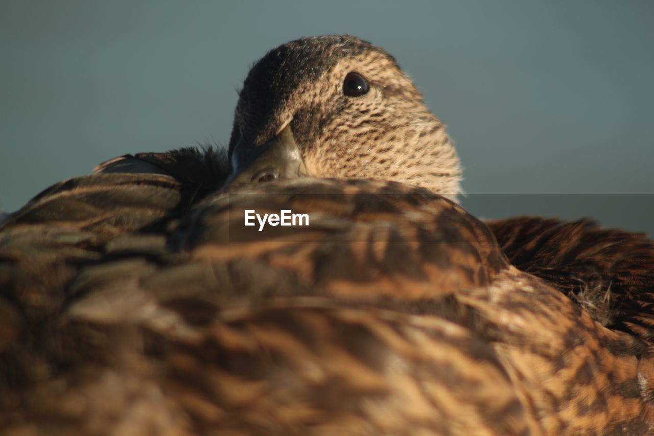 CLOSE-UP OF A BIRD