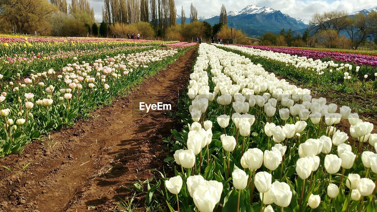 Fresh white flowers in field