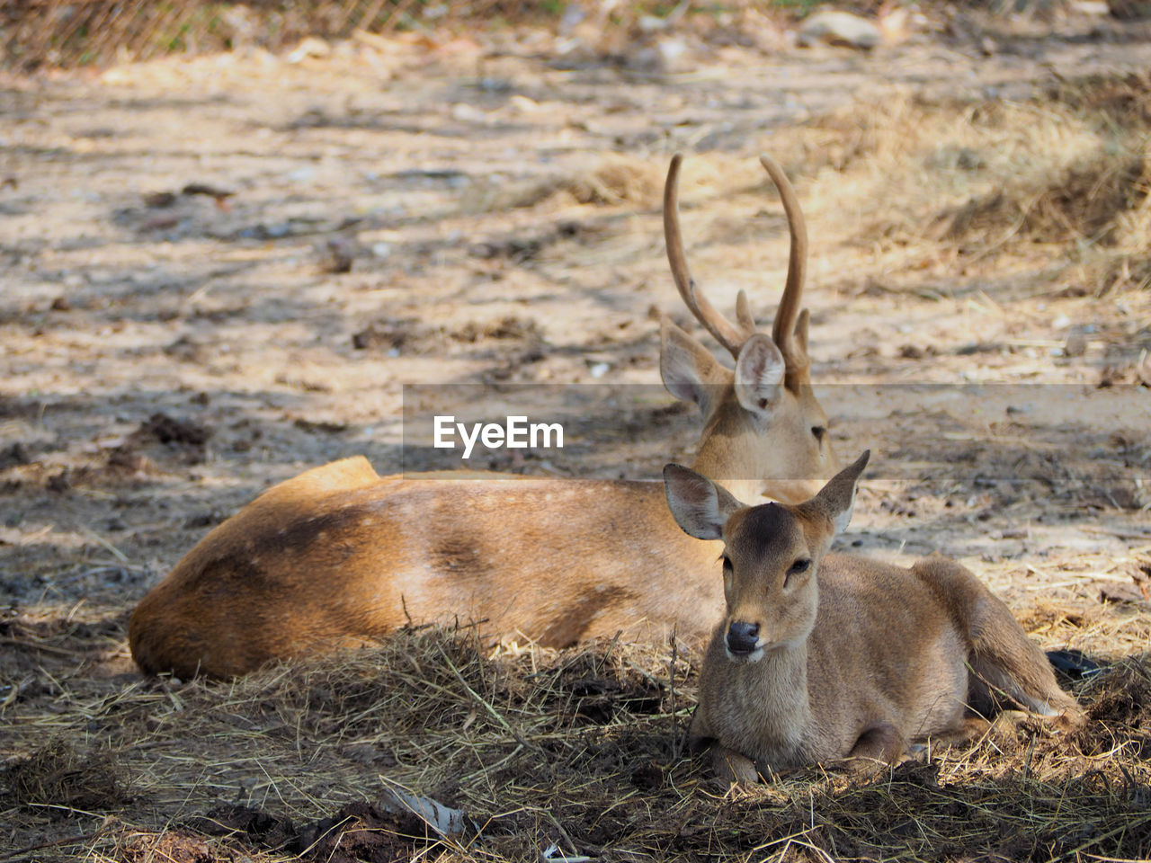 animal, animal themes, animal wildlife, wildlife, mammal, one animal, deer, nature, relaxation, no people, land, antler, field, resting, day, lying down, domestic animals, outdoors, horned, herbivorous, brown, grass, environment, horn, plant, portrait, focus on foreground, full length, stag, antelope
