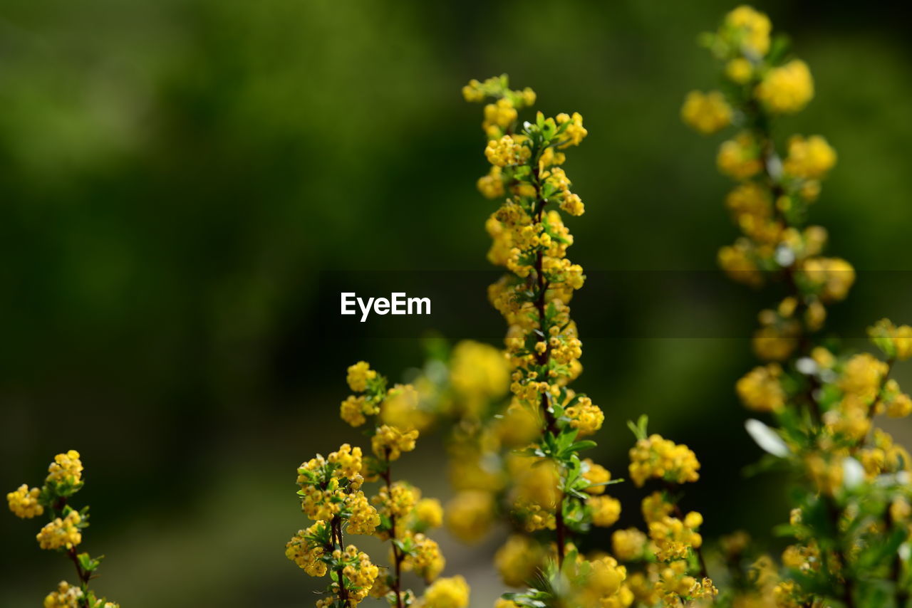 Close-up of yellow flowering plant on field