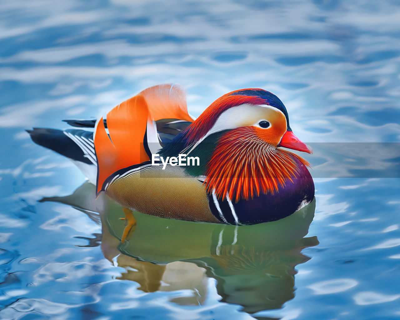 Mandarin duck