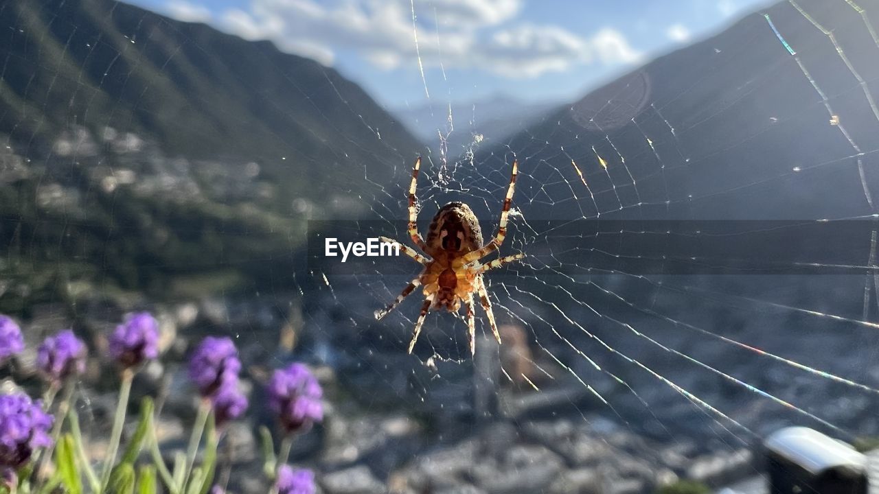 Close-up of spider on web