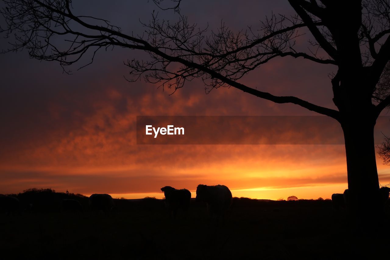 SILHOUETTE TREE ON FIELD AGAINST ORANGE SKY