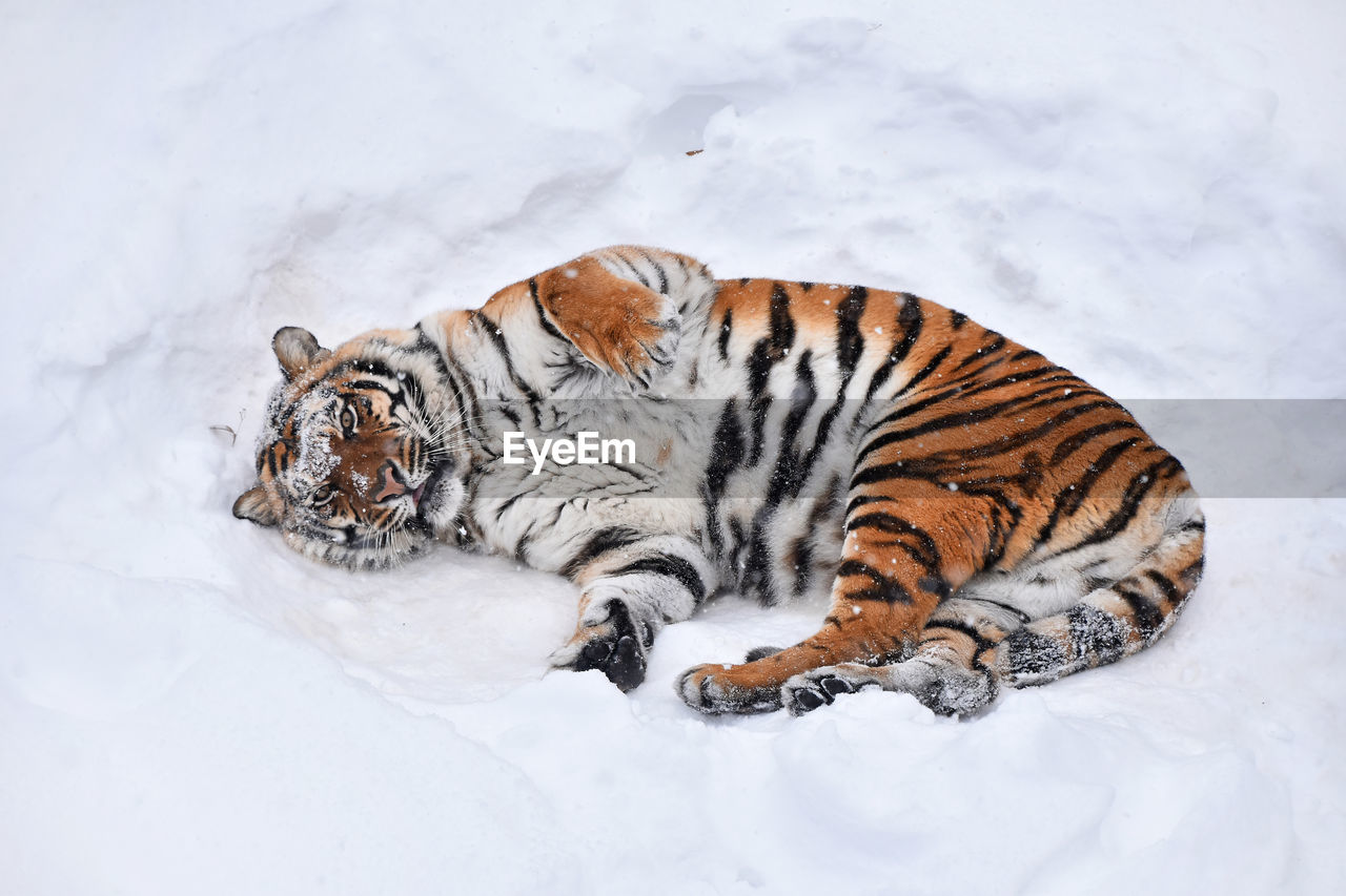 High angle portrait of tiger lying on snow covered field