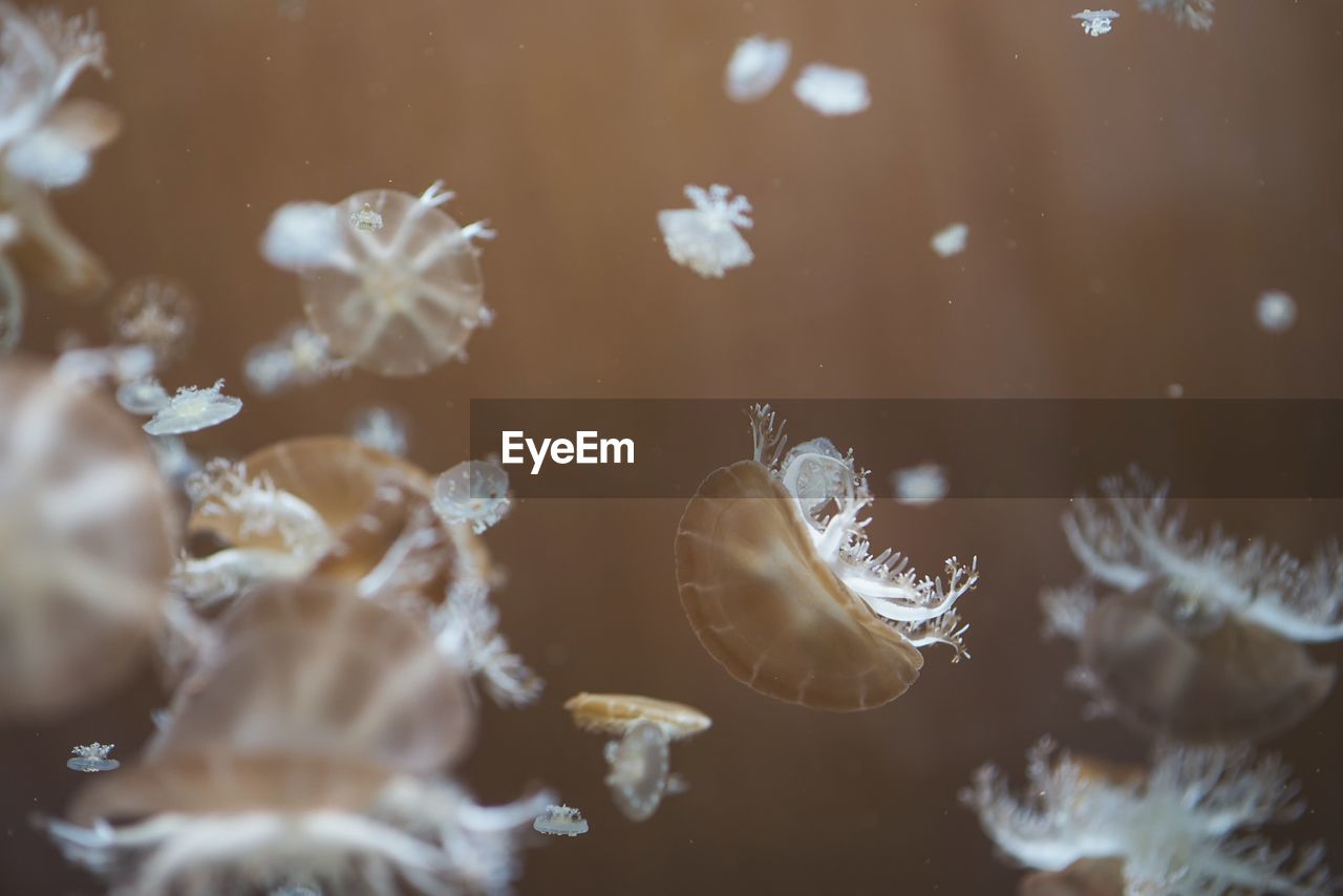 CLOSE-UP OF JELLYFISH SWIMMING IN WATER