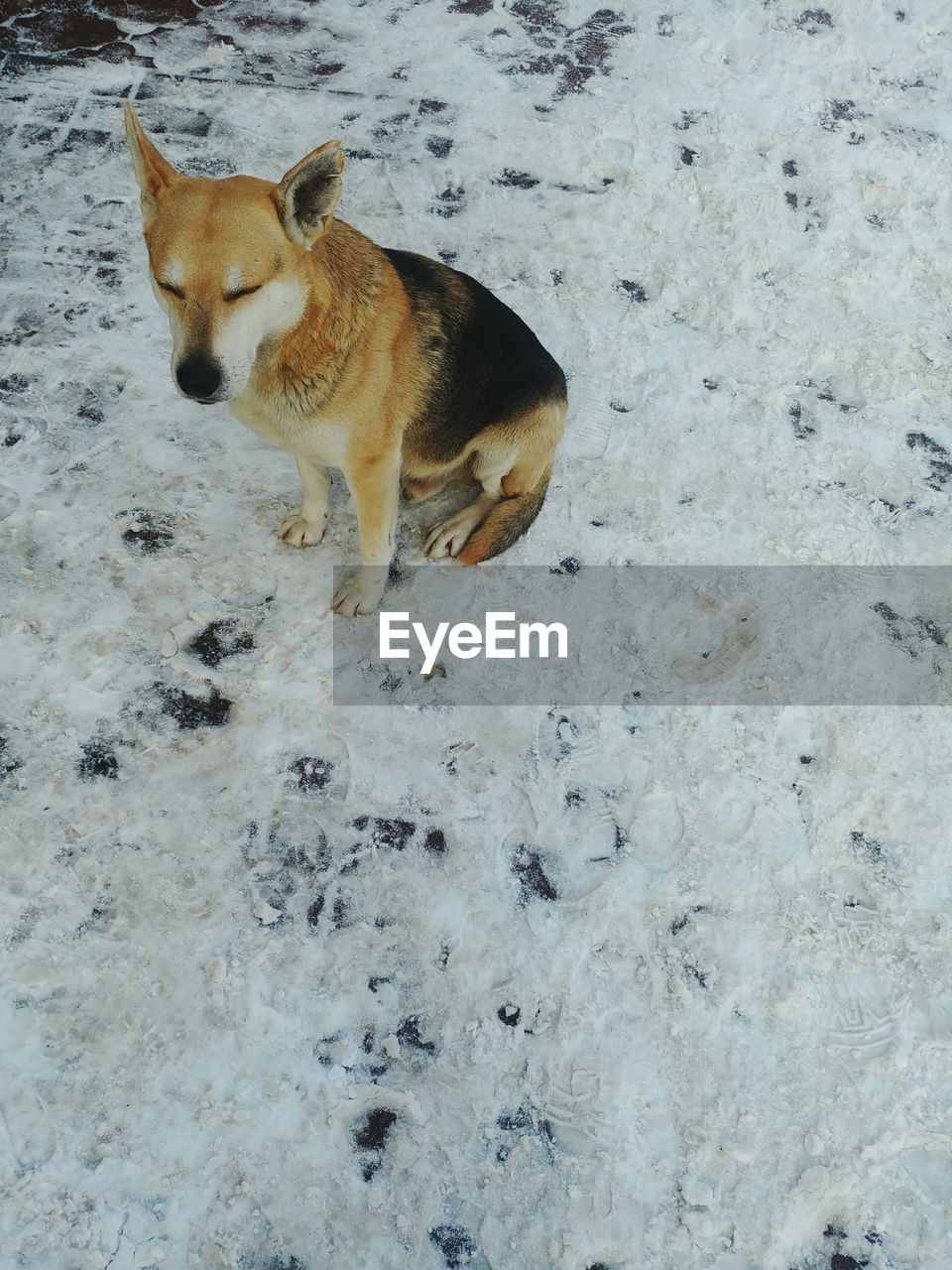 HIGH ANGLE VIEW OF A DOG ON SNOW COVERED LANDSCAPE