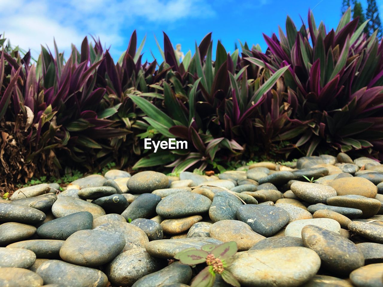 Close-up of cactus growing on rocks