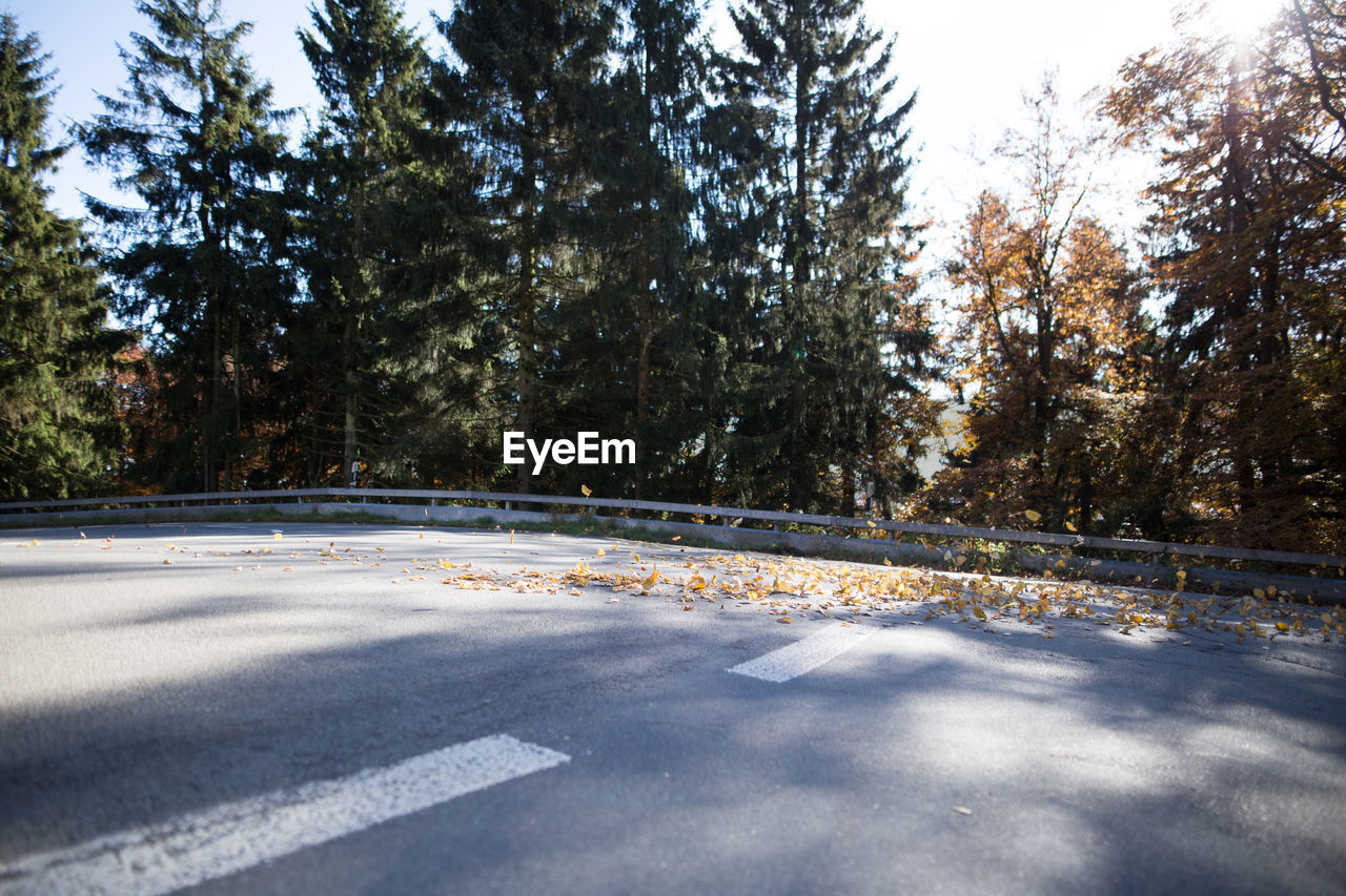 Road amidst trees