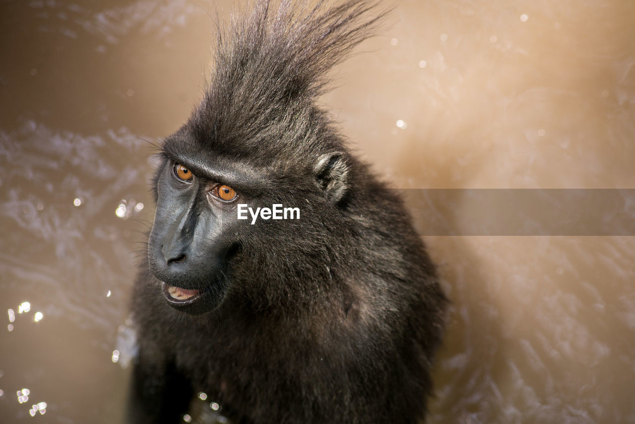 Close-up of baboon in water