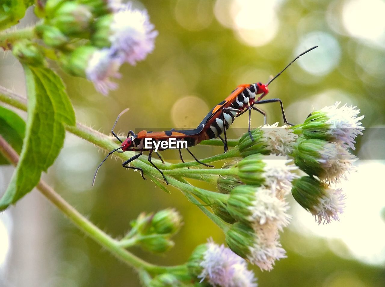 CLOSE-UP OF INSECT ON LEAF