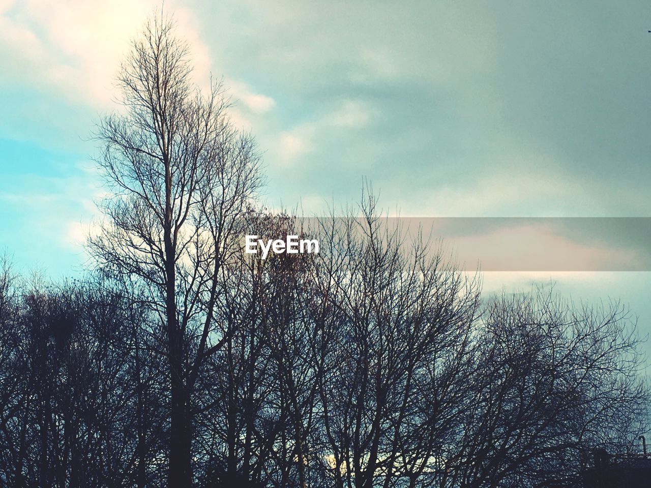 CLOSE-UP OF TREE AGAINST SKY