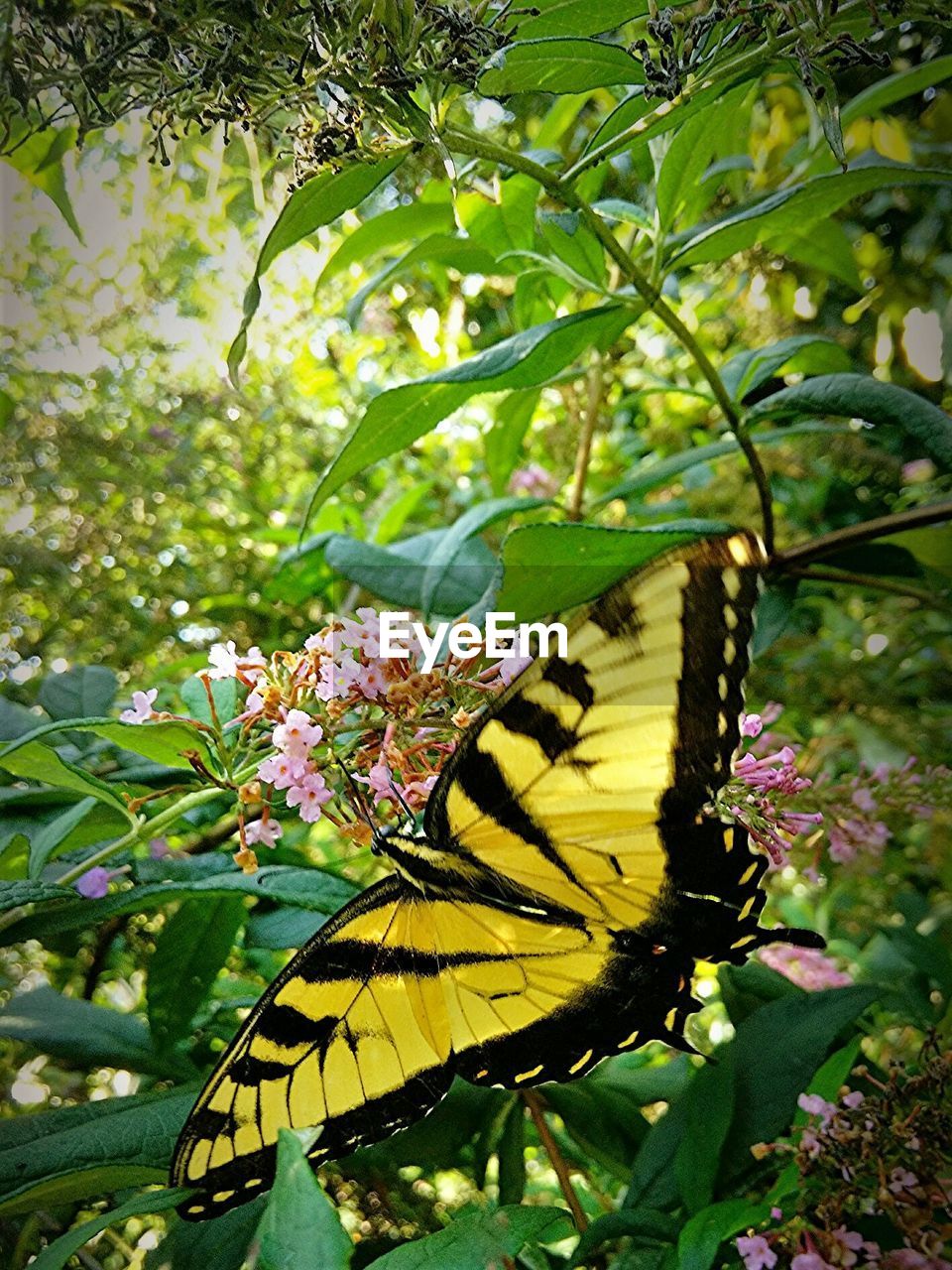 CLOSE-UP OF BUTTERFLY ON PLANT