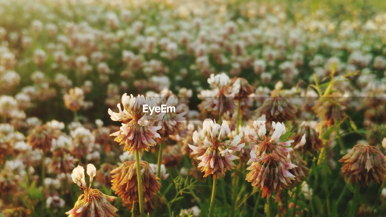 CLOSE-UP OF FLOWERS GROWING ON FIELD