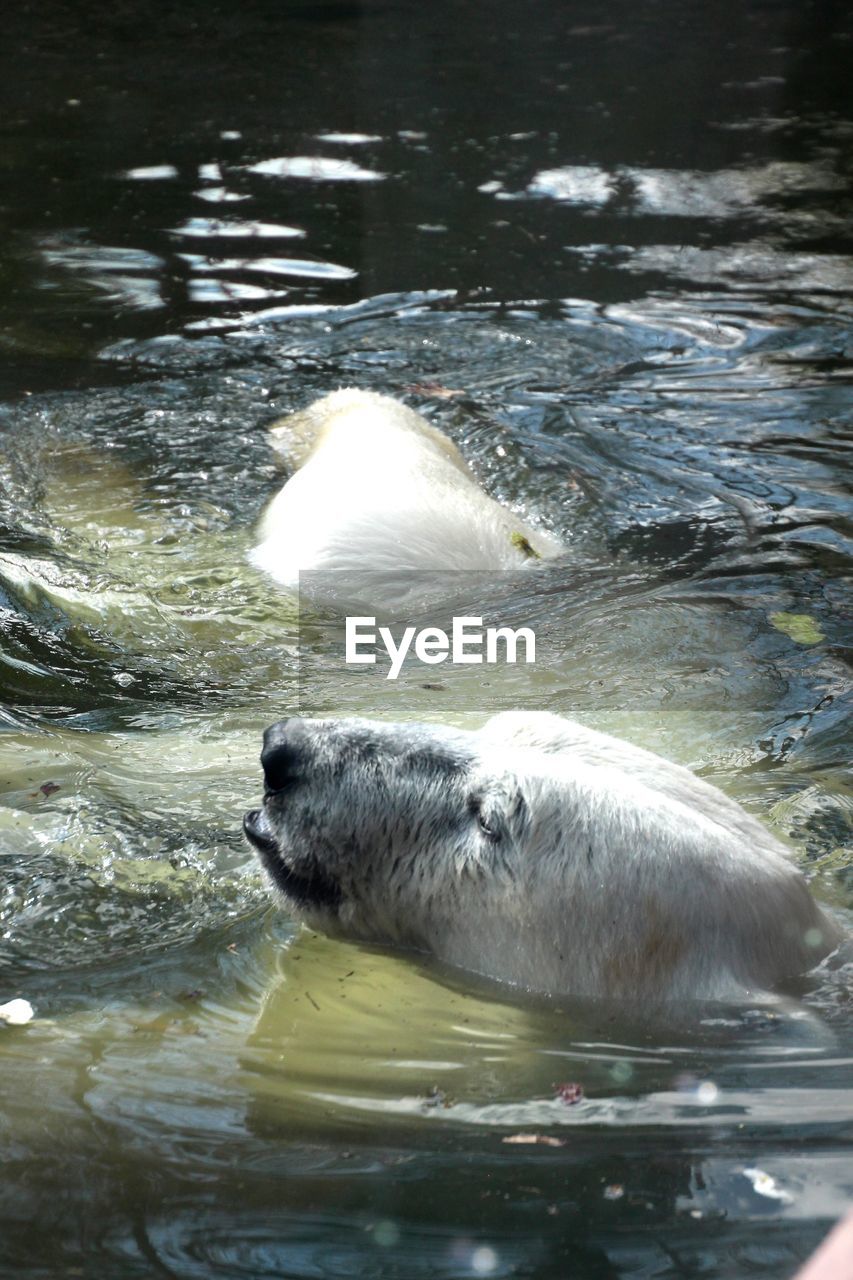 Captive polar bears (ursus maritimus) batching in water