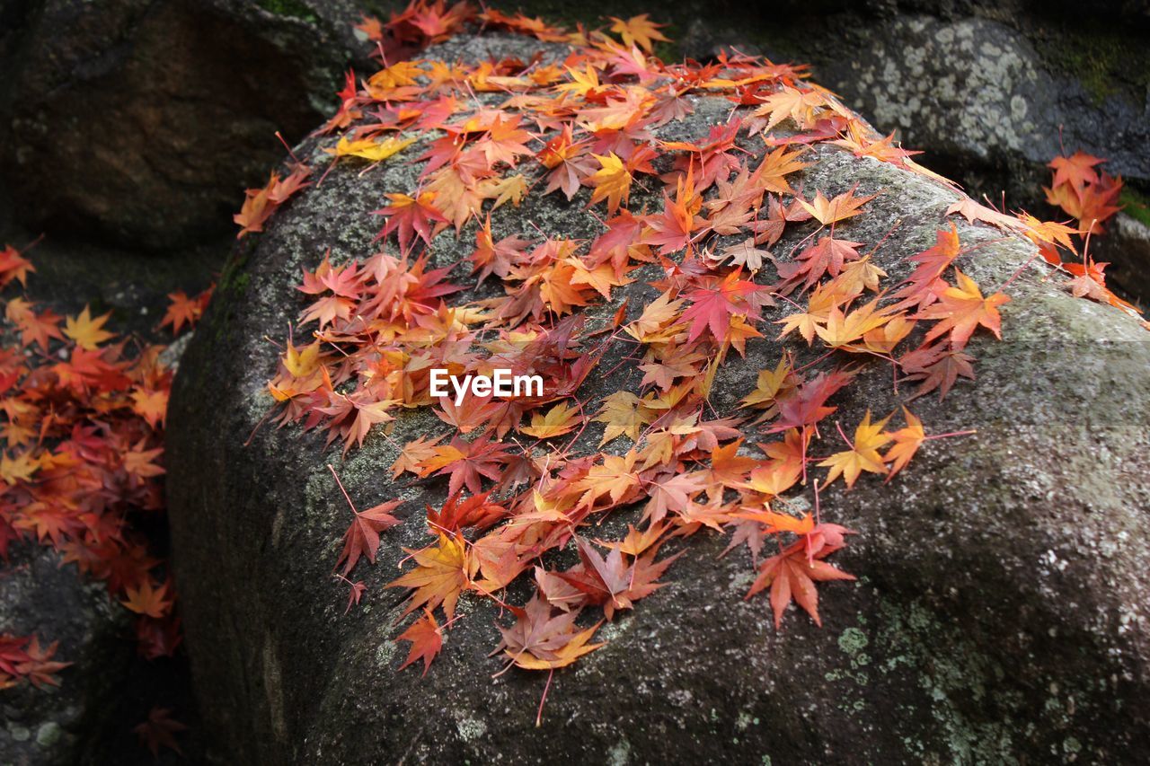 High angle view of maple tree during autumn