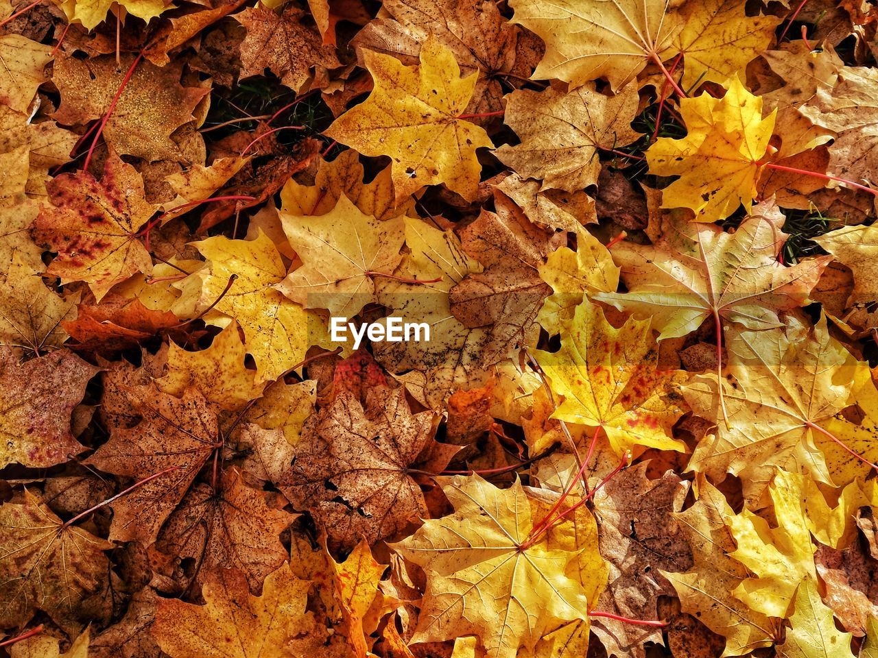 High angle view of maple leaves