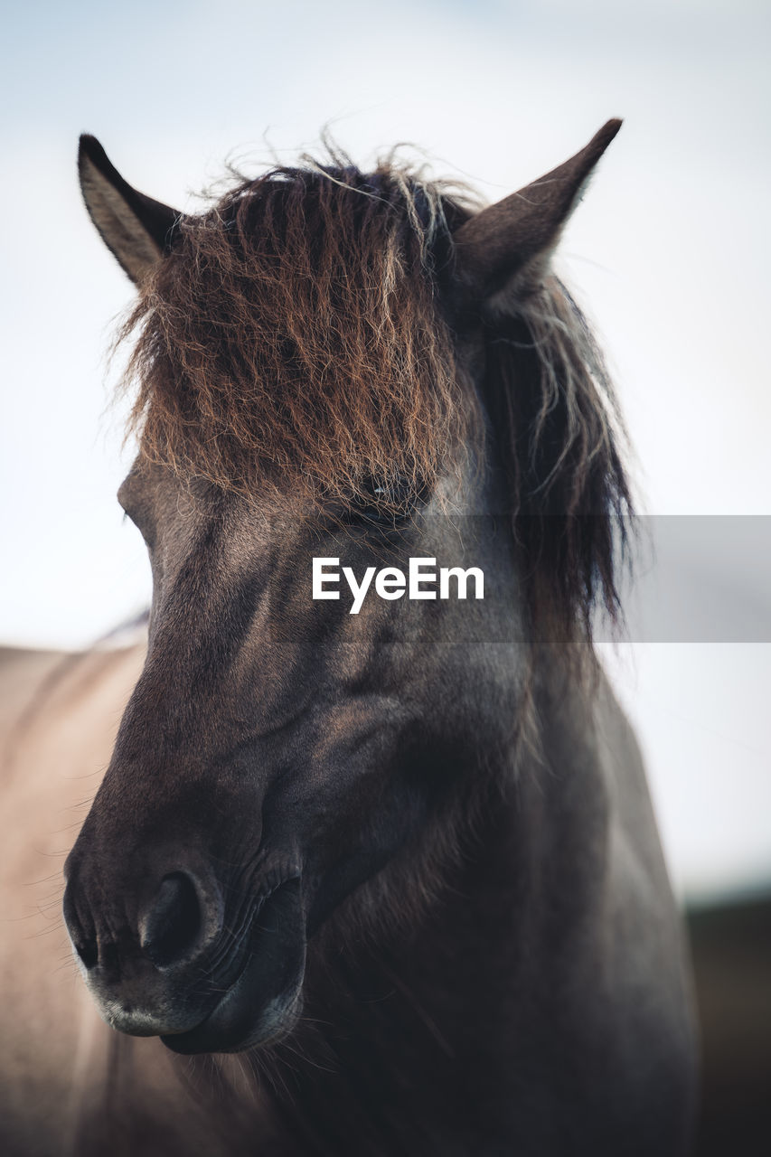 Tight portrait of icelandic horse near vatnajökull national park, iceland