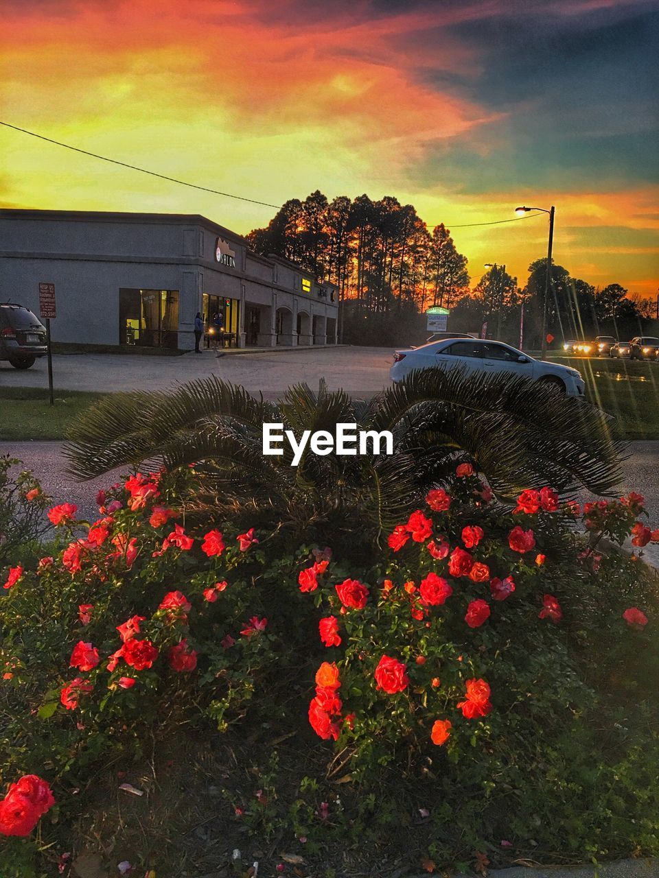 FLOWERS AGAINST SKY AT SUNSET