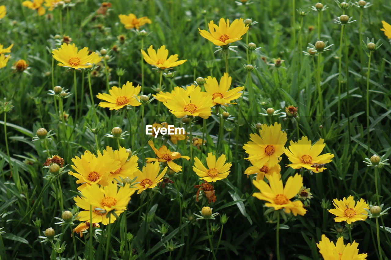 High angle view of yellow flowering plants on field