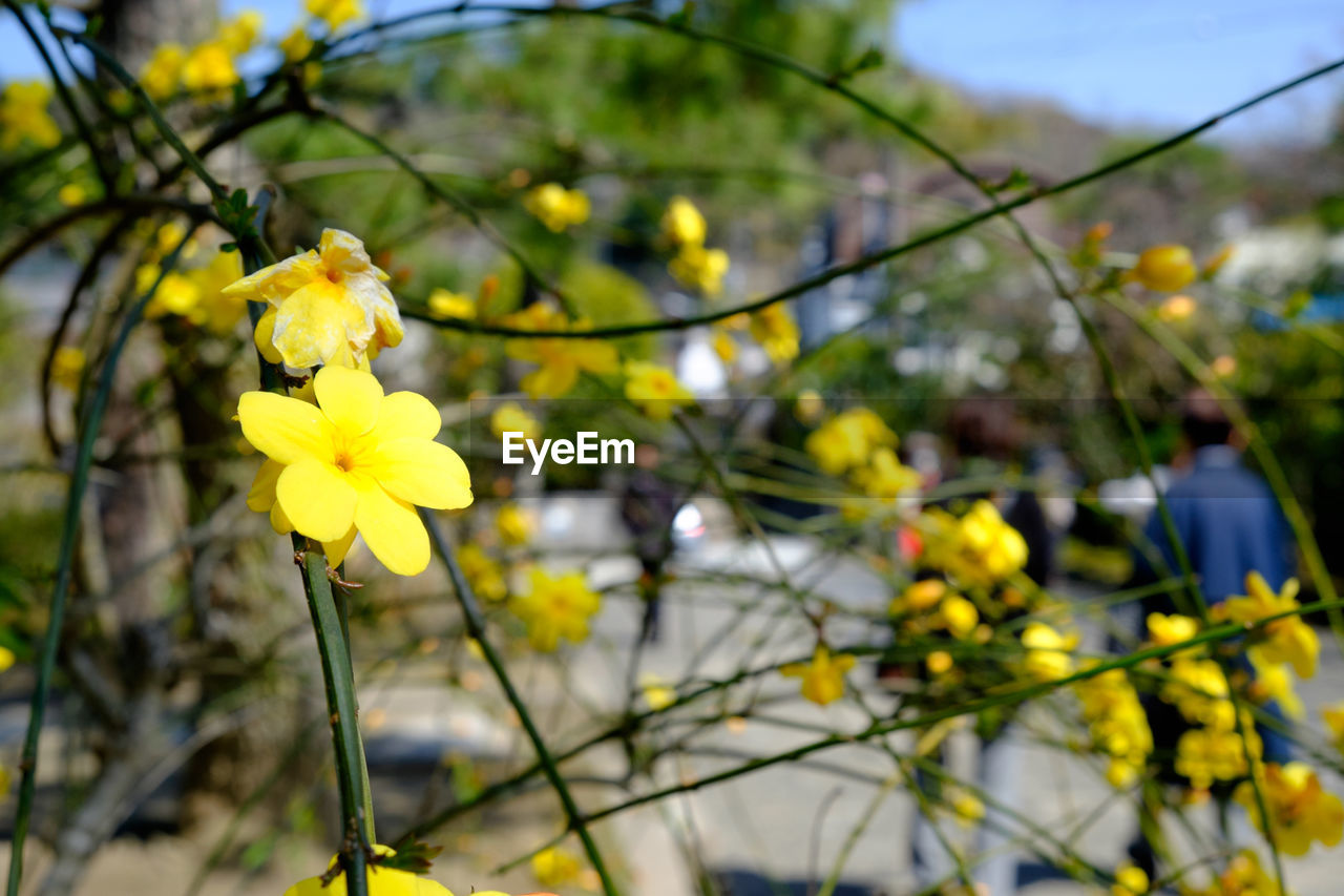 Close-up of yellow flowers