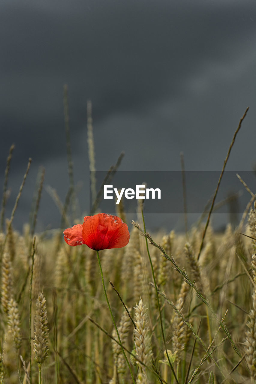 Close-up of red poppy flowers on field