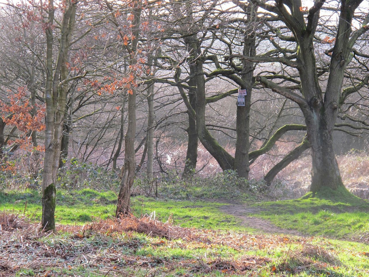 TREES IN PARK