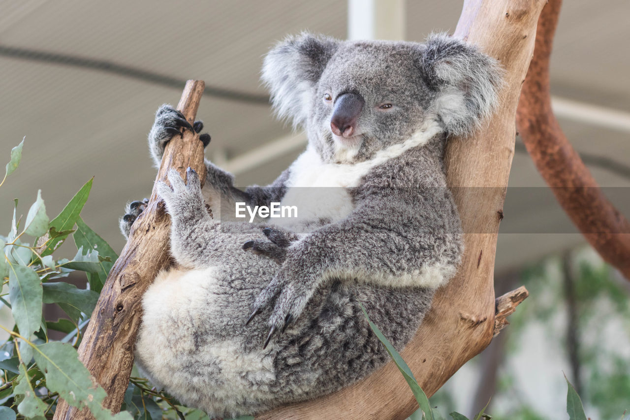 koala, animal themes, animal, animal wildlife, mammal, wildlife, one animal, plant, nature, no people, tree, branch, day, outdoors, sitting, focus on foreground, gray, relaxation, cute