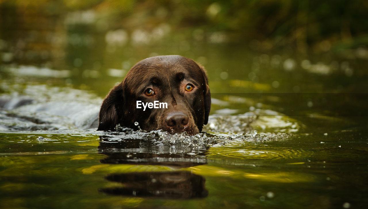 View of dog swimming in water