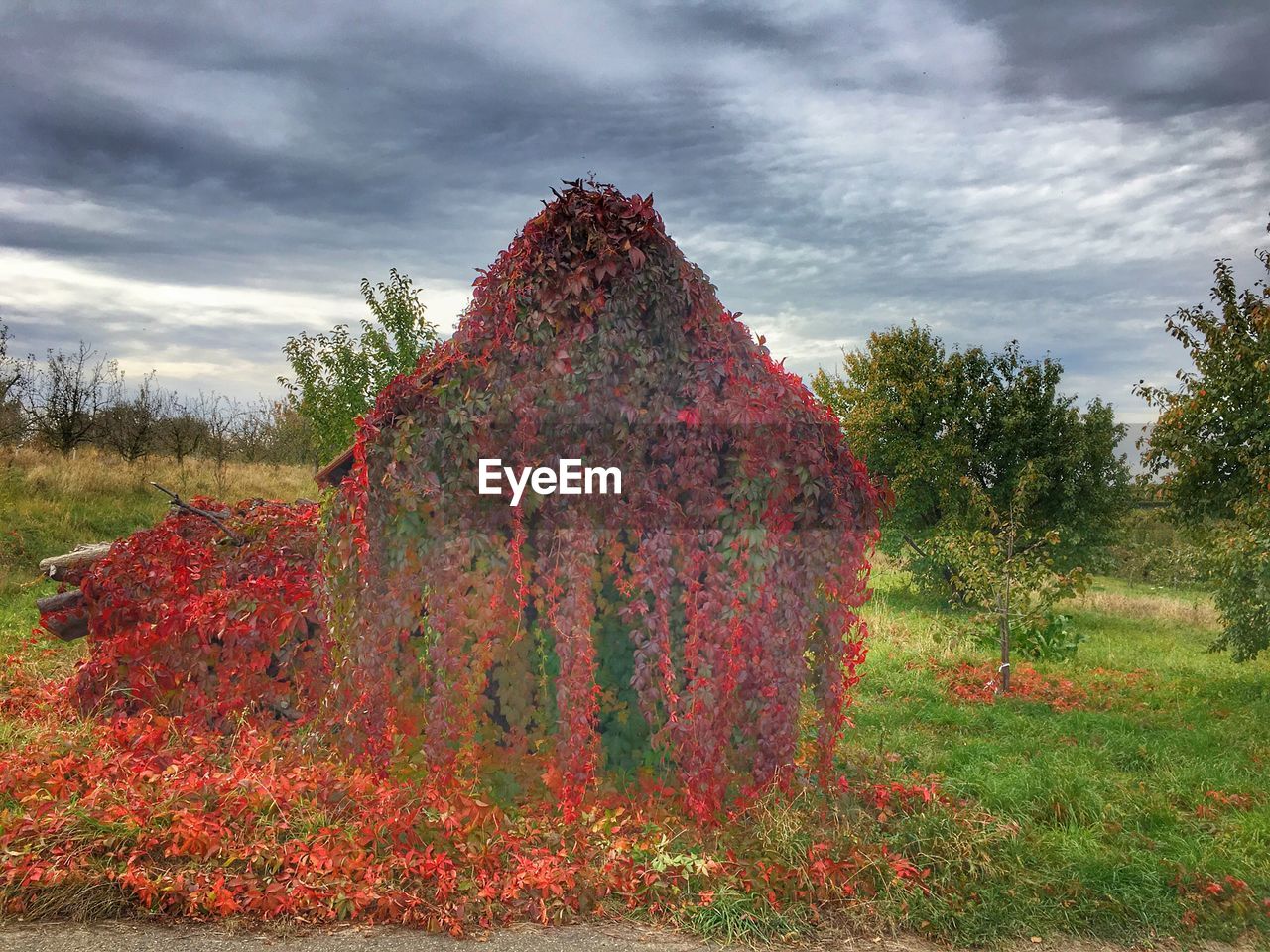 Trees growing on field against sky during autumn