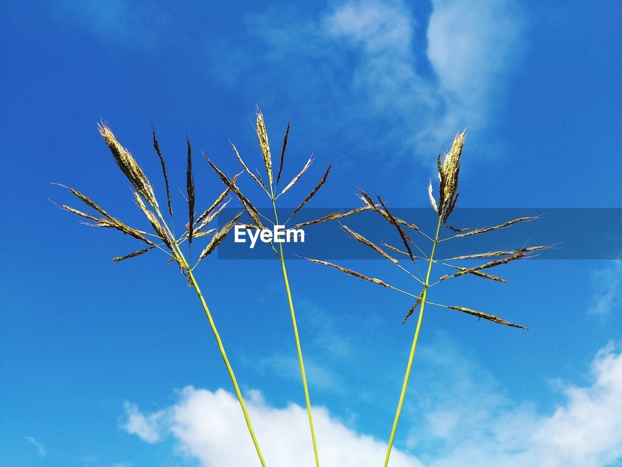 Low angle view of plant against blue sky