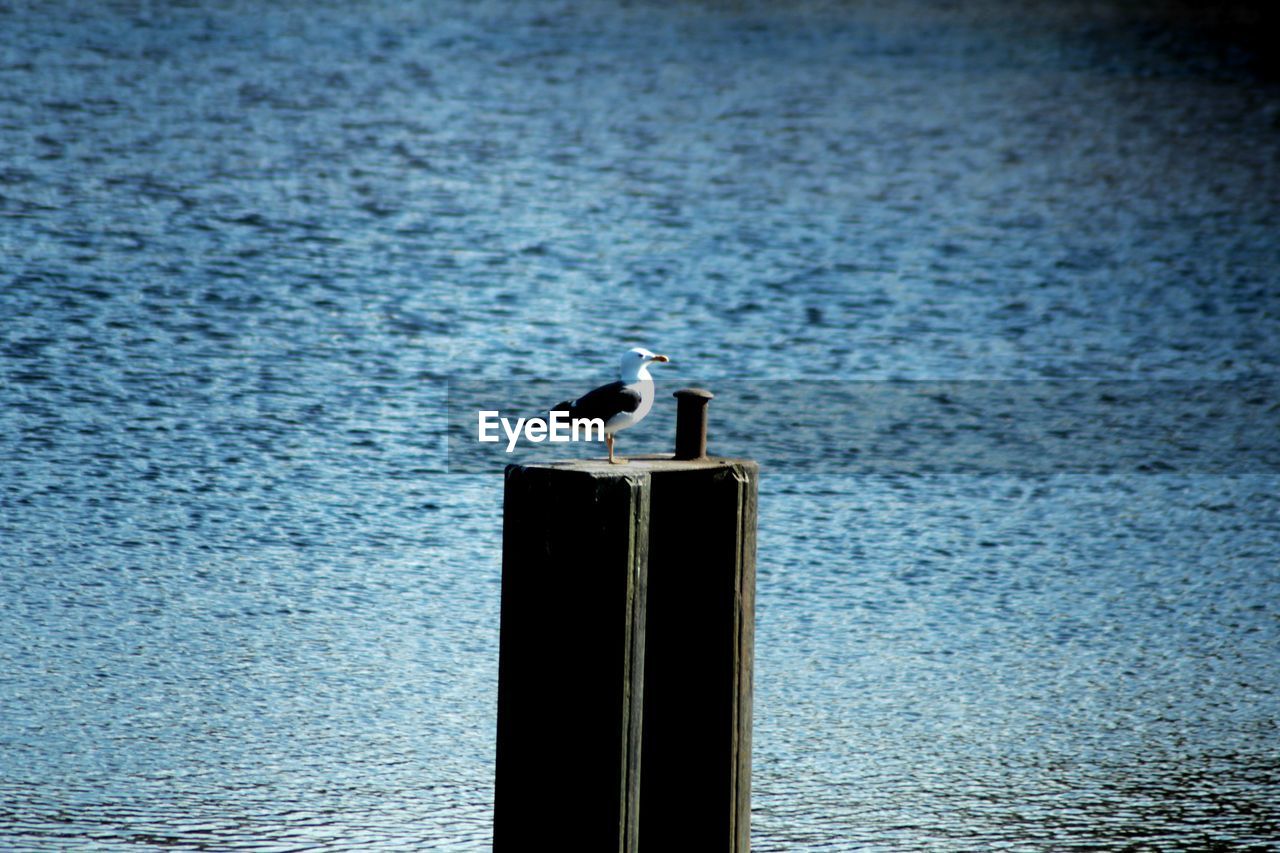 SEAGULL PERCHING ON SEA AGAINST BLUE SKY