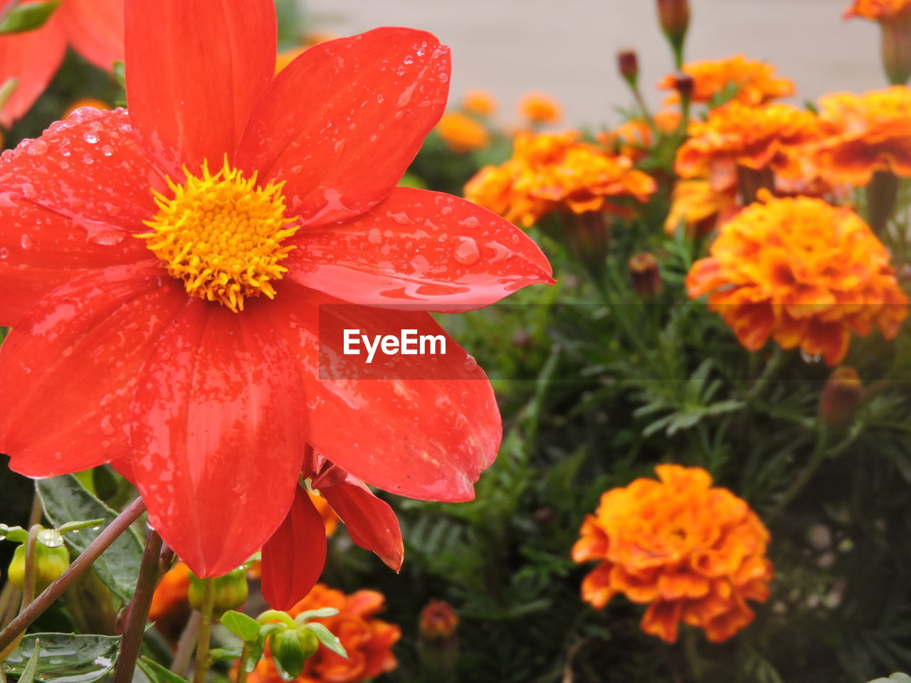 CLOSE-UP OF RED FLOWERS