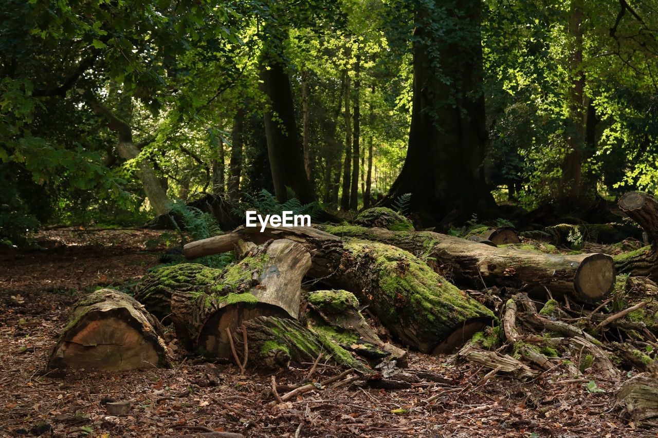 TREE TRUNK IN FOREST