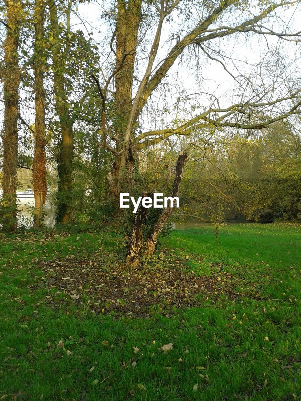 TREES ON GRASSY FIELD