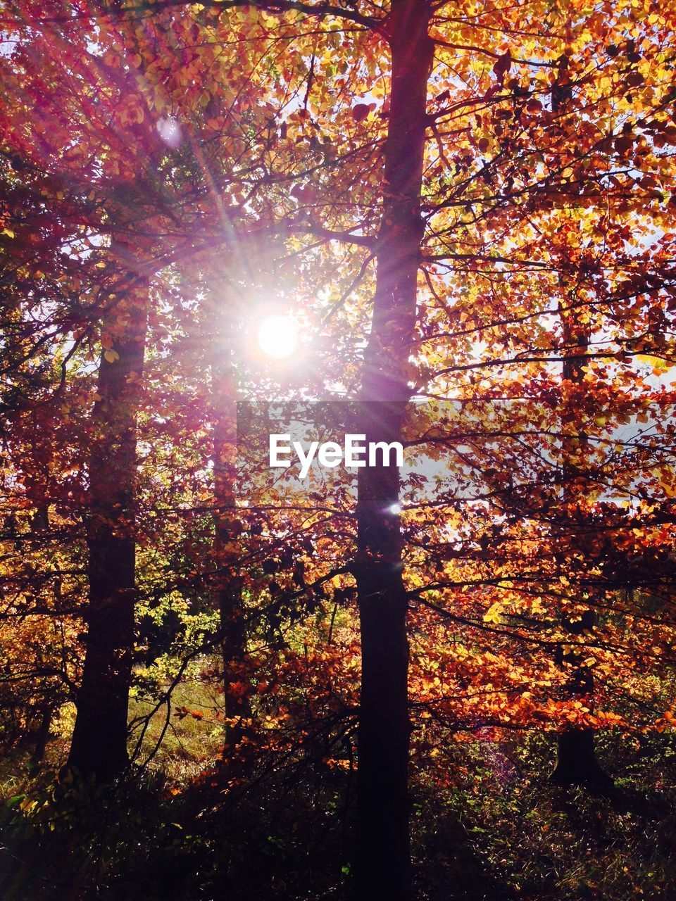 Sunlight streaming through autumn trees