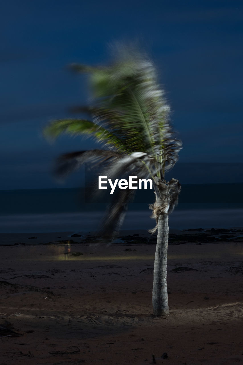 PLANT GROWING ON BEACH