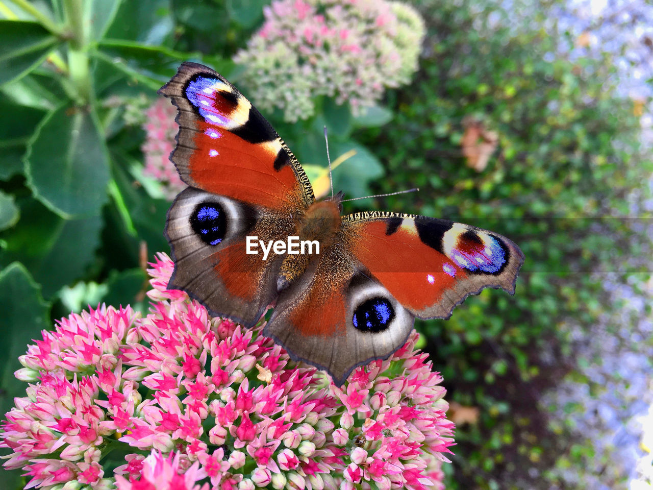 CLOSE-UP OF BUTTERFLY POLLINATING ON FLOWERS