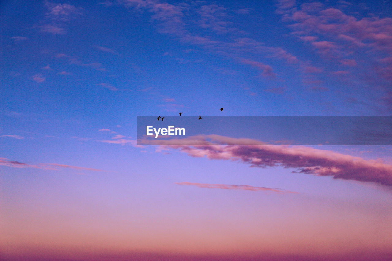 Low angle view of birds flying in sky