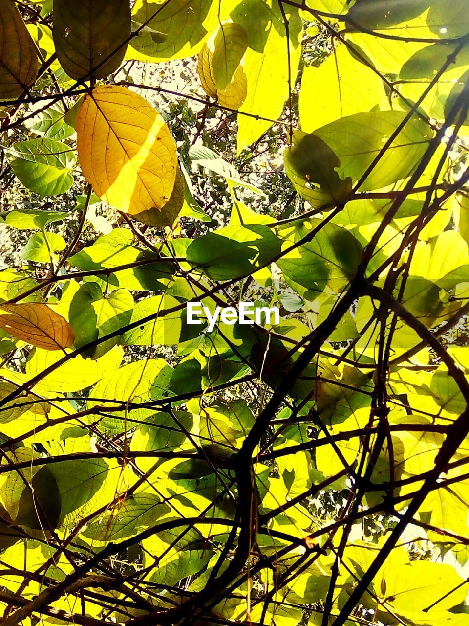 LOW ANGLE VIEW OF TREE IN AUTUMN LEAVES