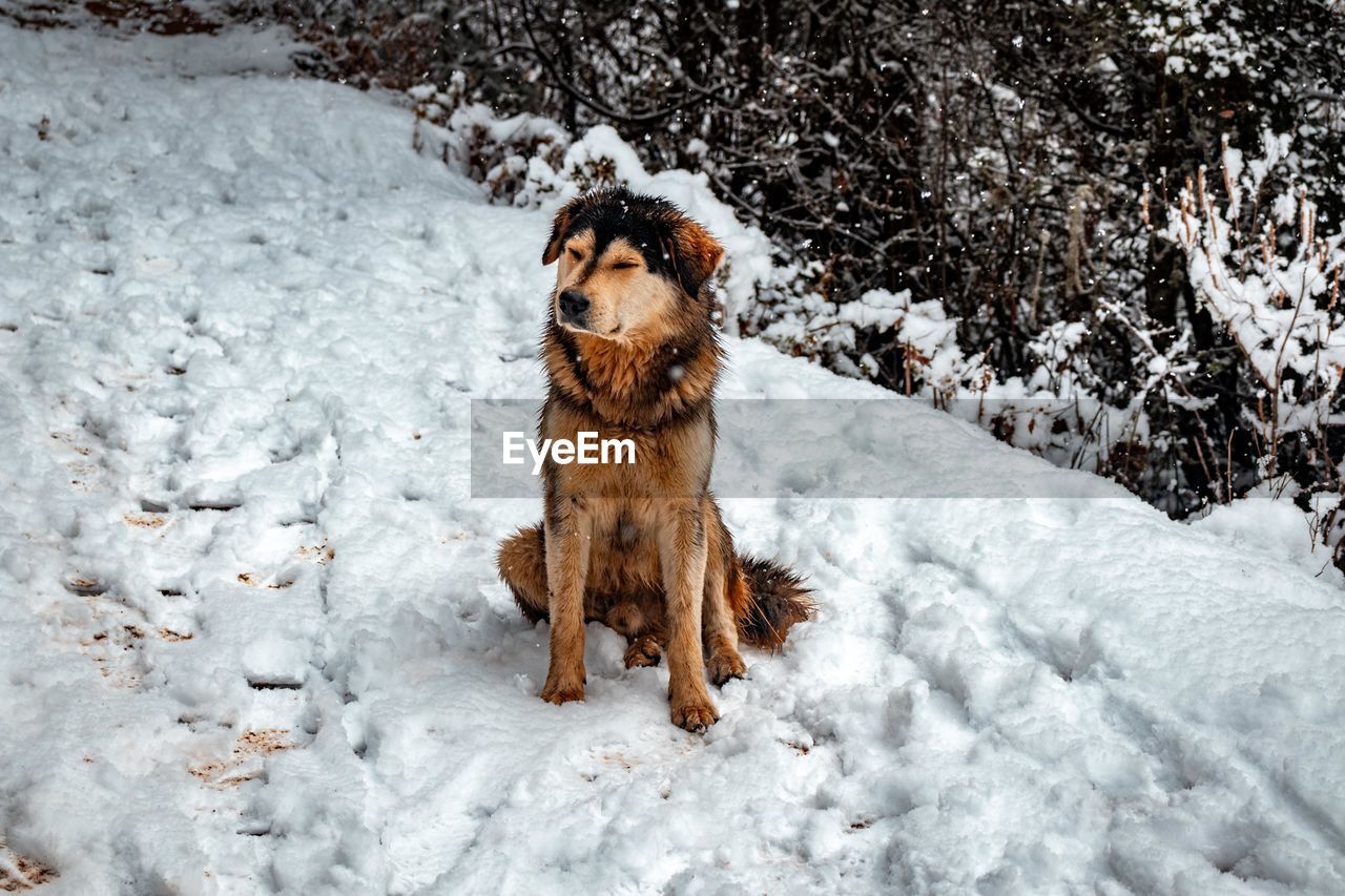 VIEW OF A DOG ON SNOW