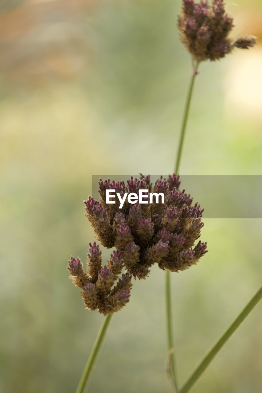 flower, flowering plant, plant, beauty in nature, freshness, nature, close-up, focus on foreground, macro photography, fragility, growth, flower head, plant stem, inflorescence, no people, purple, blossom, wildflower, outdoors, botany, lavender, food, springtime, medicine, day, leaf, thistle, herbal medicine, selective focus, herb, petal, food and drink, tranquility, land, green, prairie