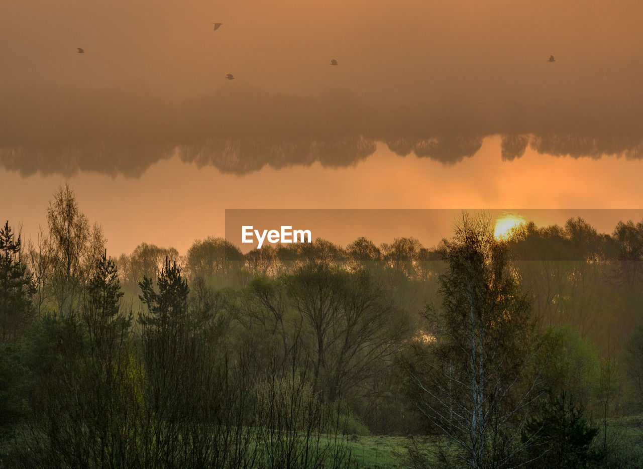 Trees on field against sky at sunset