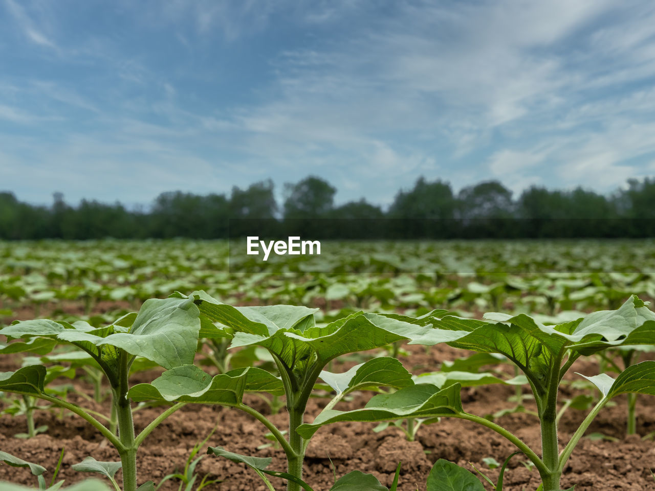 PLANTS GROWING ON LAND